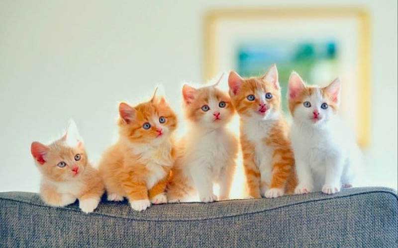 Ý nghĩa của nằm mơ thấy mèo? Điềm lành hay điềm dữ? 4 Mèo lông vàng là dự báo về tài chính tốt đẹp đang sắp đến