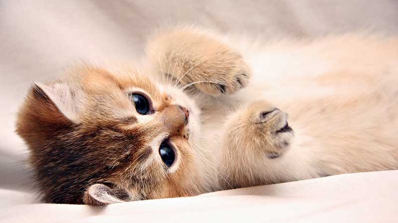 Ý nghĩa của nằm mơ thấy mèo? Điềm lành hay điềm dữ? 2 Nằm mơ thấy mèo có thể là điềm báo trong tương lai
