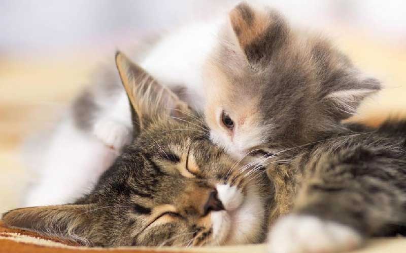 Ý nghĩa của nằm mơ thấy mèo? Điềm lành hay điềm dữ? 3 Nằm mơ thấy mèo đang ngủ nhắc nhở bạn đang cần một thời gian nghỉ ngơi